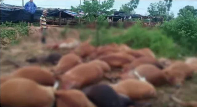 海南東方市42頭牛被雷電劈死，農(nóng)業(yè)局：被電暈戶(hù)主已無(wú)大礙